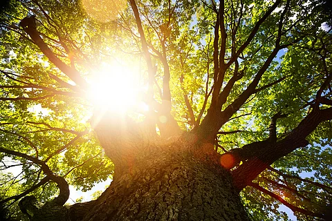 Herbstlicher Naturhintergrund; großer alter Eichenbaum im Gegenlicht