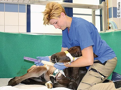 Juliane kniet neben einem prämaturen Fohlen und füttert es mit der Sonde, da es noch nicht selbst trinken kann.