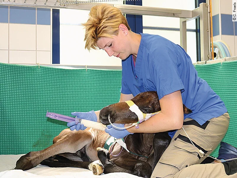 Juliane kniet neben einem prämaturen Fohlen und füttert es mit der Sonde, da es noch nicht selbst trinken kann.