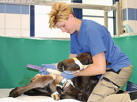 Juliane kniet neben einem prämaturen Fohlen und füttert es mit der Sonde, da es noch nicht selbst trinken kann.
