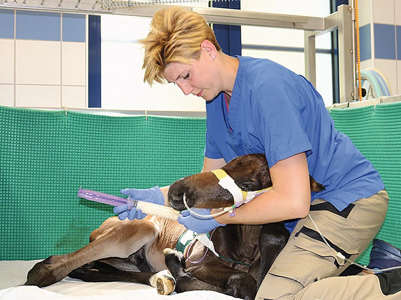 Juliane kniet neben einem prämaturen Fohlen und füttert es mit der Sonde, da es noch nicht selbst trinken kann.