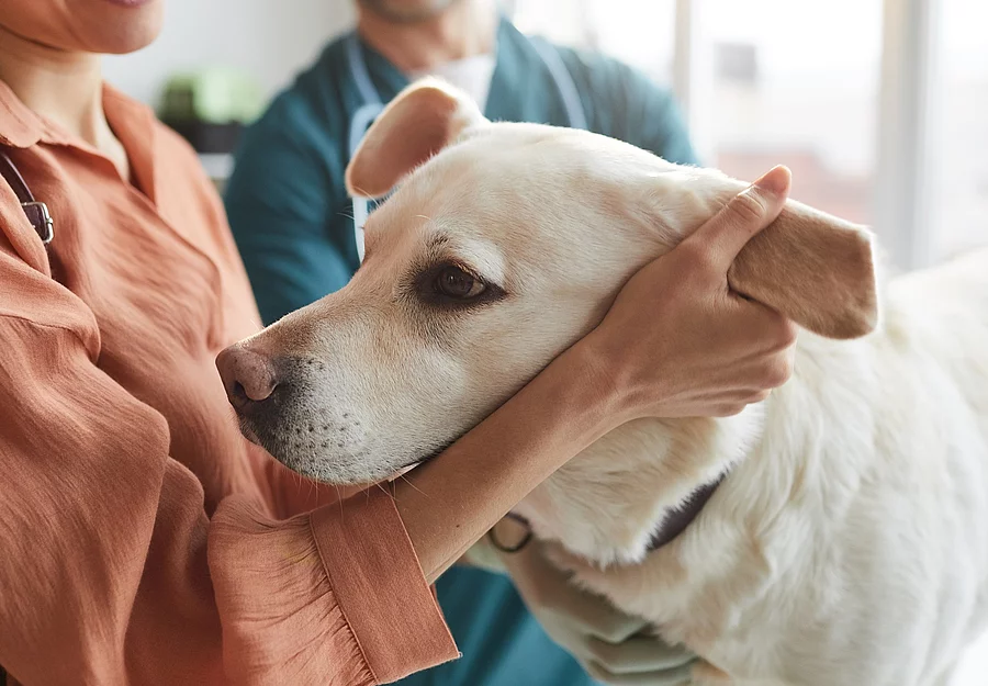 Besitzerin hält den Kopf ihres Hundes im Arm, im Hintergrund ist der Tierarzt zu sehen.