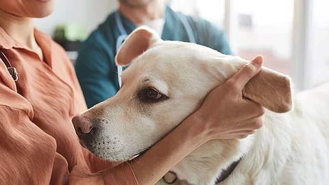 Besitzerin hält den Kopf ihres Hundes im Arm, im Hintergrund ist der Tierarzt zu sehen.