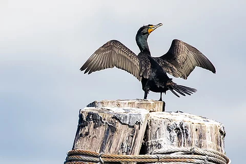 Kormoran