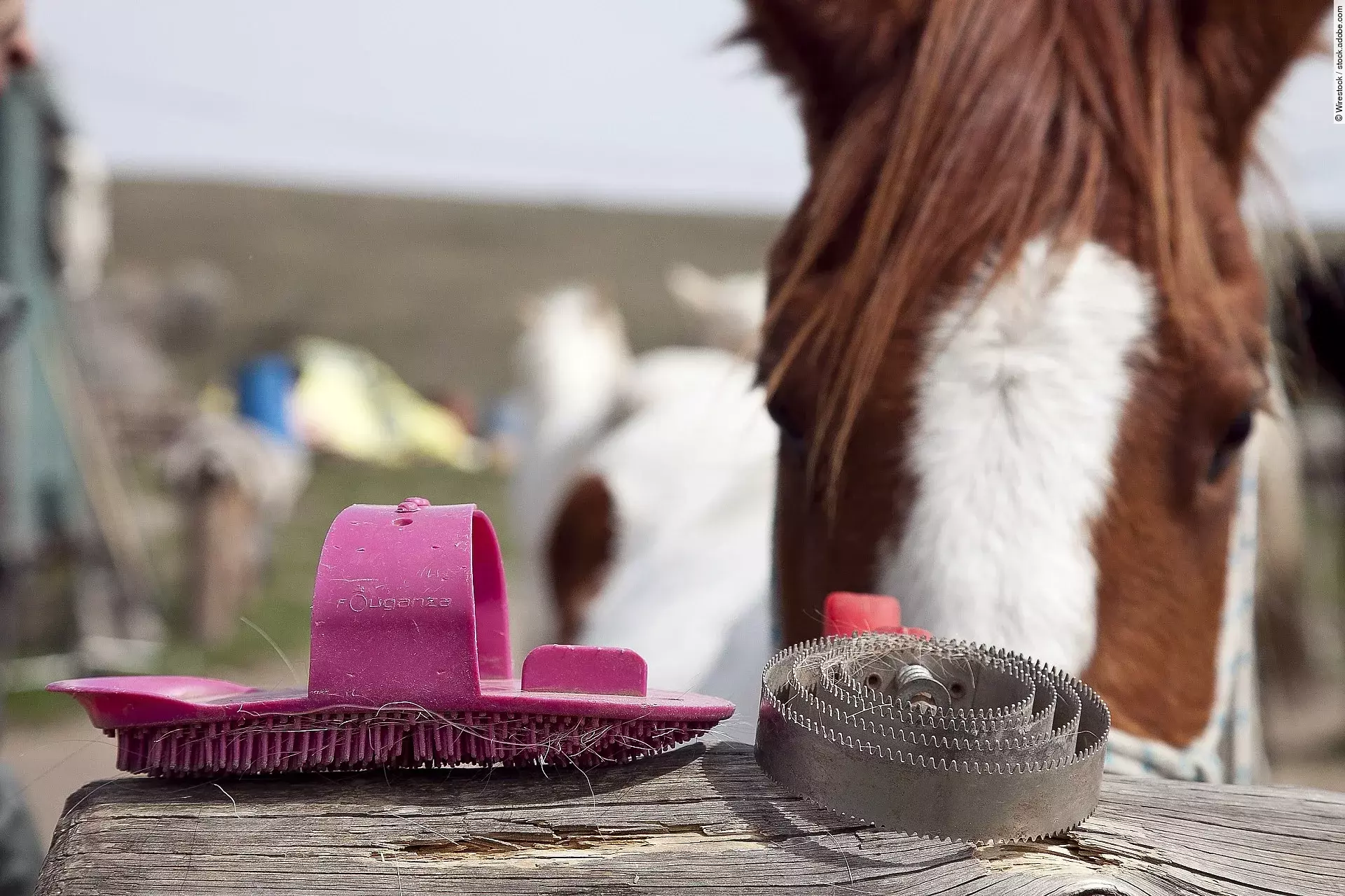 Nahaufnahme von zwei Pferdestriegeln, im Hintergrund ist ein Pferdekopf.