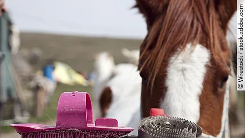 Nahaufnahme von zwei Pferdestriegeln, im Hintergrund ist ein Pferdekopf.