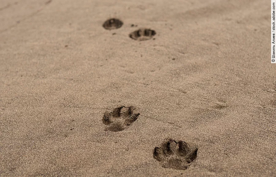 Am Strand sind viele Pfotenabdrücke eines Hundes im Sand, der erst kurz vorher dort entlang gelaufen sein muss.