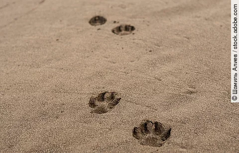 Am Strand sind viele Pfotenabdrücke eines Hundes im Sand, der erst kurz vorher dort entlang gelaufen sein muss.