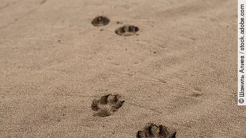 Am Strand sind viele Pfotenabdrücke eines Hundes im Sand, der erst kurz vorher dort entlang gelaufen sein muss. Am Strand sind viele Pfotenabdrücke eines Hundes im Sand, der erst kurz vorher dort entlang gelaufen sein muss.
