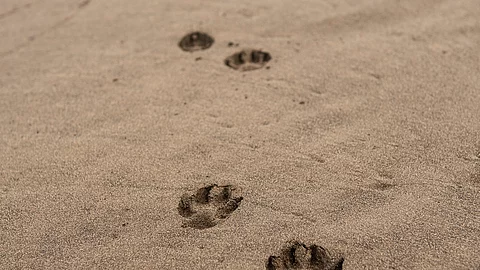 Am Strand sind viele Pfotenabdrücke eines Hundes im Sand, der erst kurz vorher dort entlang gelaufen sein muss.