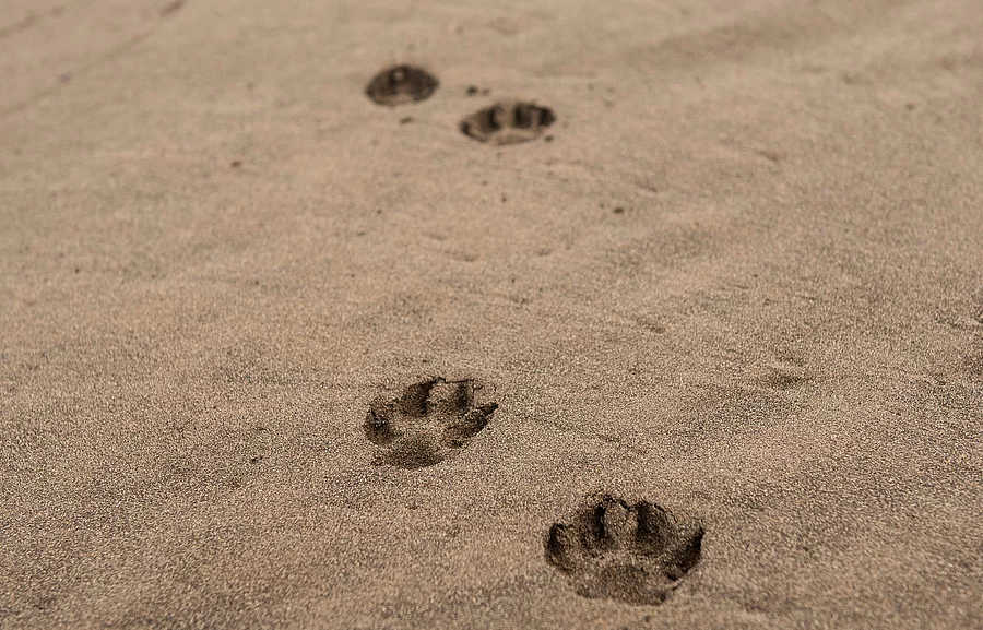 Am Strand sind viele Pfotenabdrücke eines Hundes im Sand, der erst kurz vorher dort entlang gelaufen sein muss.