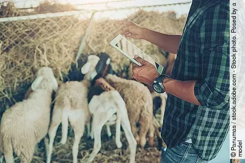 Ein Landwirt mit großer Uhr am Handgelenk nutzt ein Tablet zum Management seiner Schafsherde.