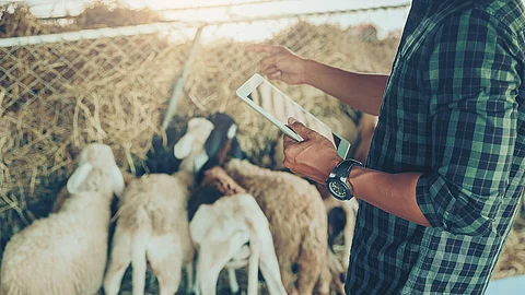 Ein Landwirt mit großer Uhr am Handgelenk nutzt ein Tablet zum Management seiner Schafsherde. Ein Landwirt mit großer Uhr am Handgelenk nutzt ein Tablet zum Management seiner Schafsherde.