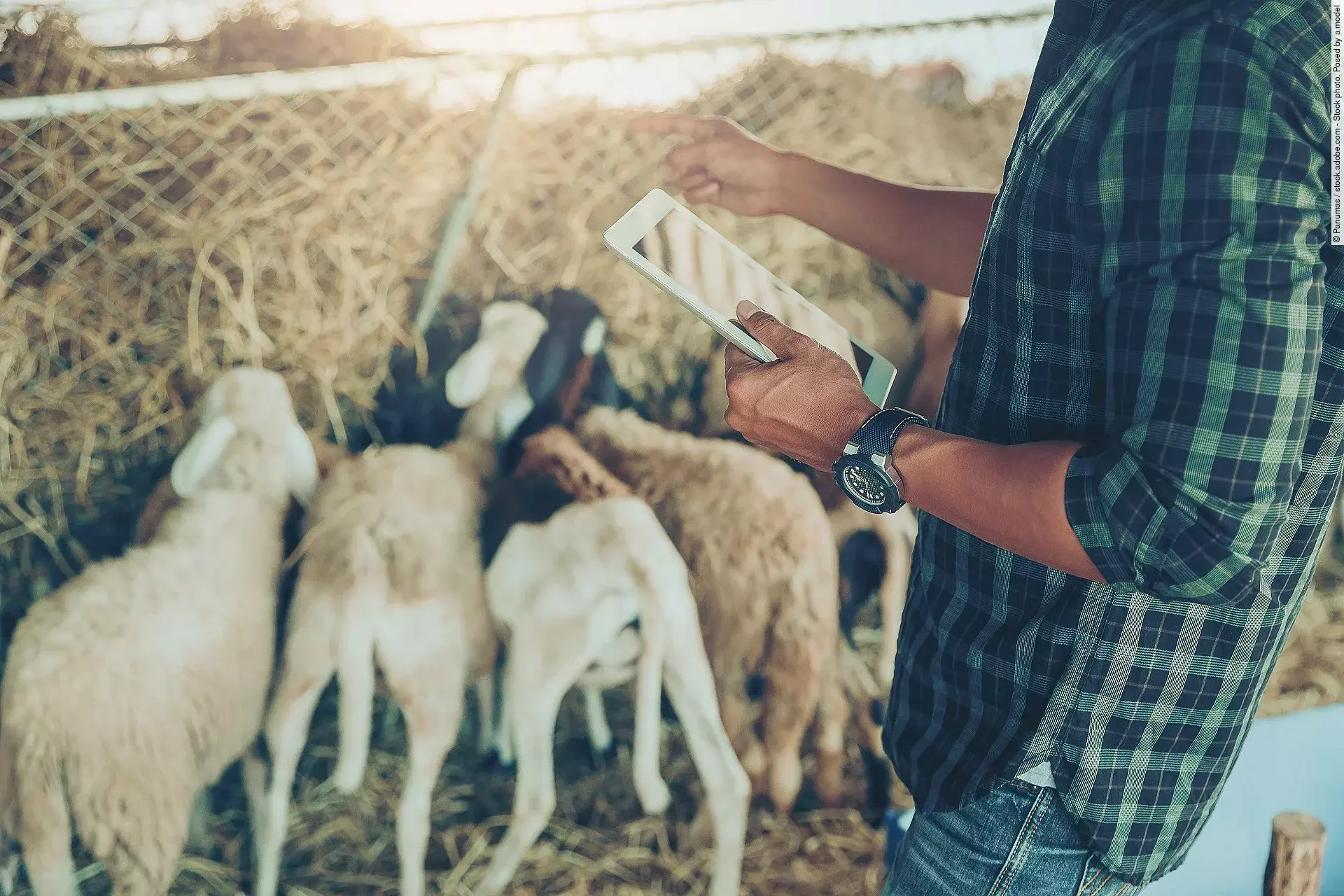 Ein Landwirt mit großer Uhr am Handgelenk nutzt ein Tablet zum Management seiner Schafsherde.