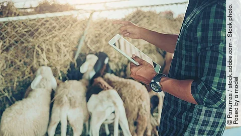 Ein Landwirt mit großer Uhr am Handgelenk nutzt ein Tablet zum Management seiner Schafsherde. Ein Landwirt mit großer Uhr am Handgelenk nutzt ein Tablet zum Management seiner Schafsherde.