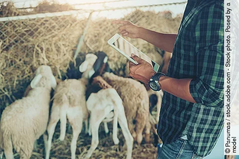Ein Landwirt mit großer Uhr am Handgelenk nutzt ein Tablet zum Management seiner Schafsherde.