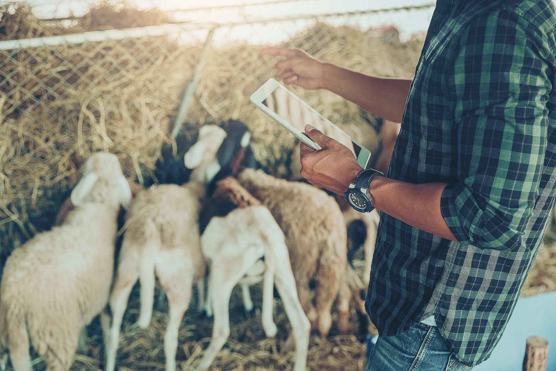 Ein Landwirt mit großer Uhr am Handgelenk nutzt ein Tablet zum Management seiner Schafsherde.