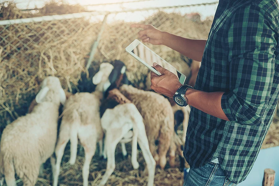 Ein Landwirt mit großer Uhr am Handgelenk nutzt ein Tablet zum Management seiner Schafsherde.