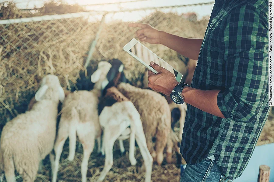 Ein Landwirt mit großer Uhr am Handgelenk nutzt ein Tablet zum Management seiner Schafsherde. Ein Landwirt mit großer Uhr am Handgelenk nutzt ein Tablet zum Management seiner Schafsherde.