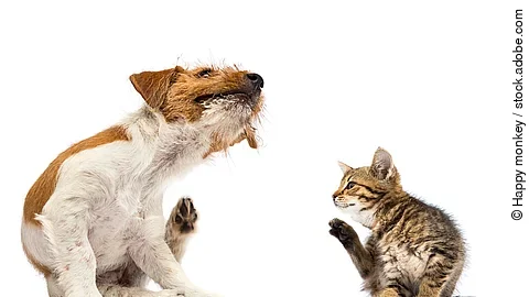Ein Hund und eine Katze sitzen vor einem weißen Hintergrund und jucken sich.