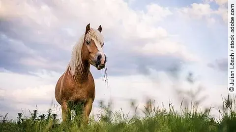 Ein Haflinger steht auf einer Weide.