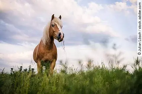Ein Haflinger steht auf einer Weide.