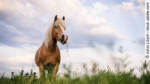 Ein Haflinger steht auf einer Weide.
