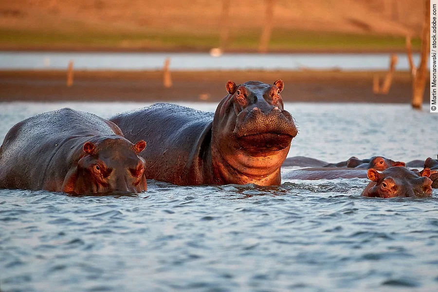 Nilpferde Nilpferde