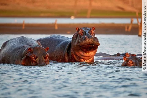 Nilpferde