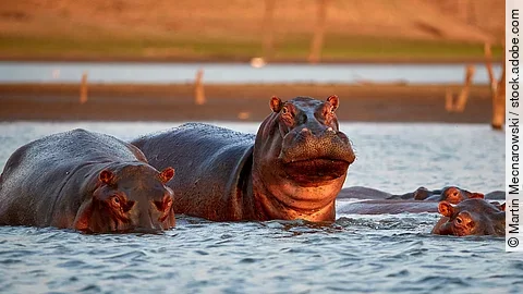 Nilpferde Nilpferde