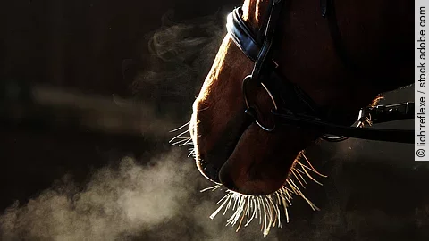 Nahaufnahme von den Nüstern bei einem Pferd mit Trense.