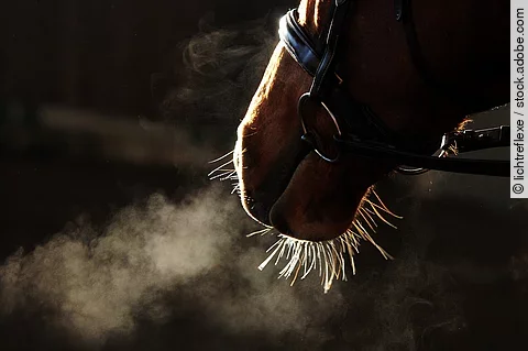 Nahaufnahme von den Nüstern bei einem Pferd mit Trense.