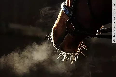 Nahaufnahme von den Nüstern bei einem Pferd mit Trense.