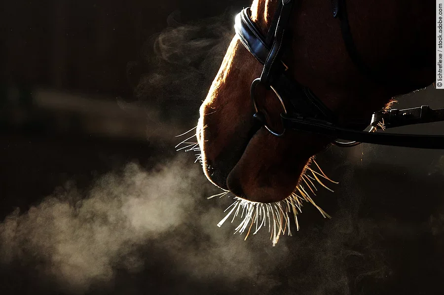 Nahaufnahme von den Nüstern bei einem Pferd mit Trense.