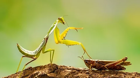 green praying mantis in branch