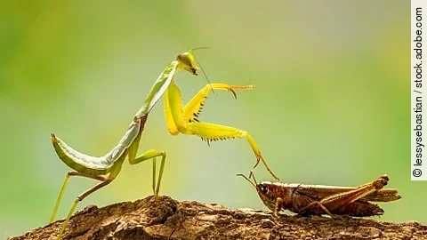 green praying mantis in branch