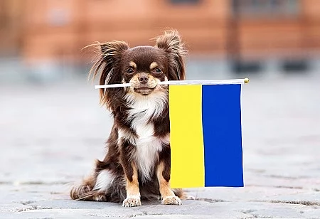 brown small dog holding a flag of Ukraine, relocating with pets