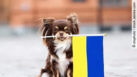 brown small dog holding a flag of Ukraine, relocating with pets