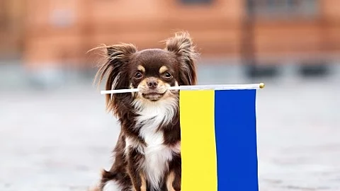 brown small dog holding a flag of Ukraine, relocating with pets 