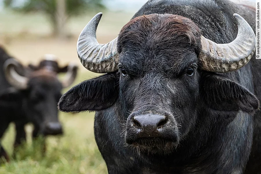 Wasserbüffel Wasserbüffel