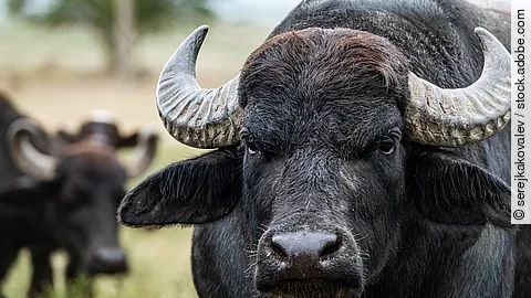 Wasserbüffel