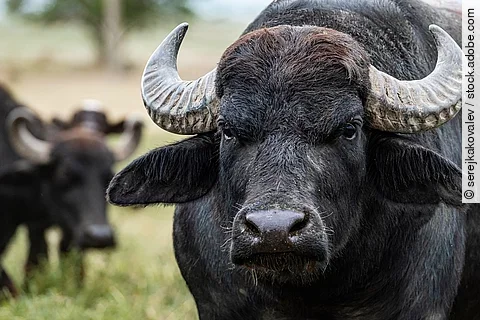 Wasserbüffel