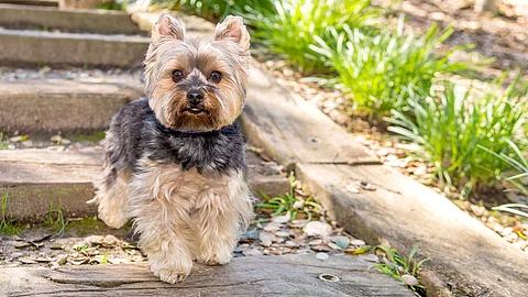 Ein Yorkshire Terrier steht im Park auf einer Holztreppe und schaut in die Kamera.