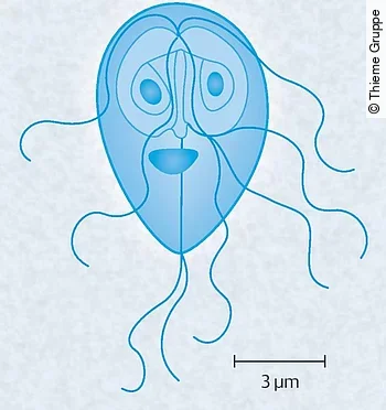 Giardia-Trophozoit