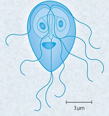 Giardia-Trophozoit
