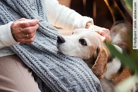 An elderly woman with a dog sitting outdoors on a terrace on a s