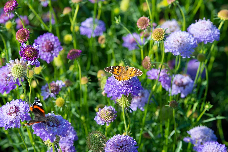 Schmetterlinge