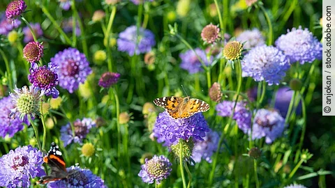 Schmetterlinge Schmetterlinge