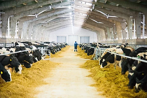 Viele schwarz-weiß gefleckte Kühe stehen in einem Milchviehbetrieb und fressen ihr Futter. Im Hintergrund ist der Landwirt zu sehen, wie er gerade durch die Stallgasse läuft.