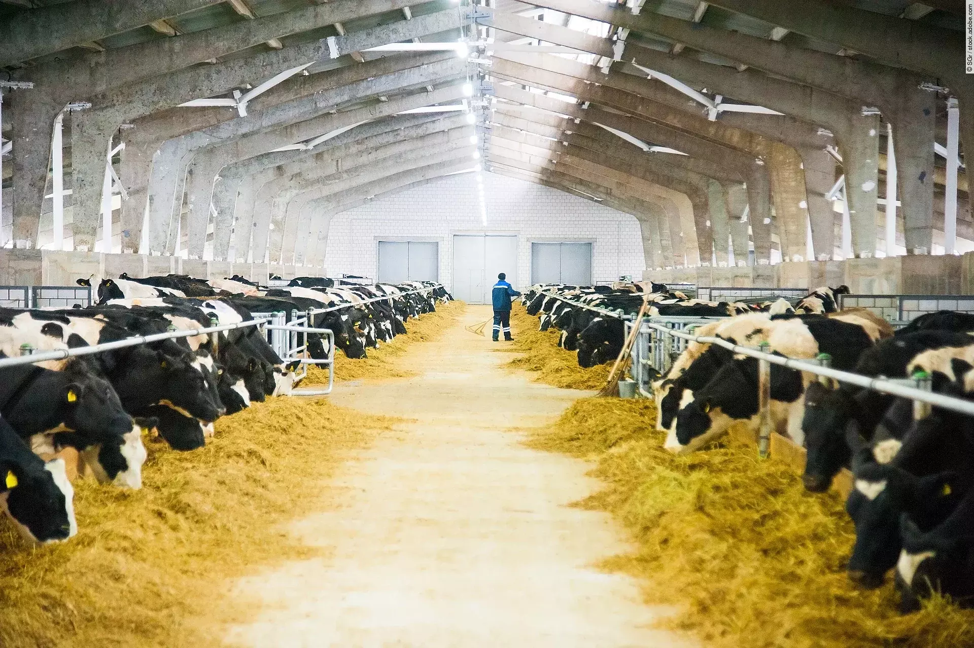 Viele schwarz-weiß gefleckte Kühe stehen in einem Milchviehbetrieb und fressen ihr Futter. Im Hintergrund ist der Landwirt zu sehen, wie er gerade durch die Stallgasse läuft.